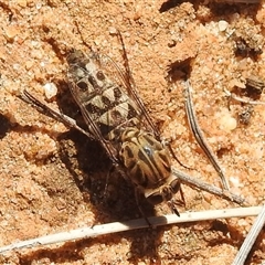 Apiocera sp. (genus) (A flower loving fly) at Kalbarri National Park, WA - 23 Oct 2024 by HelenCross