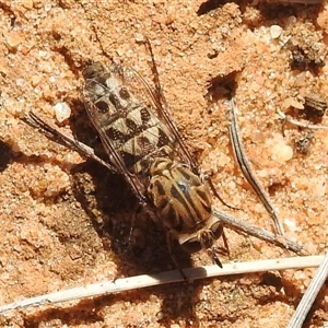 Unidentified Stiletto fly (Therevidae) at Kalbarri National Park, WA by HelenCross