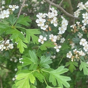 Crataegus monogyna at Gunning, NSW - 23 Oct 2024