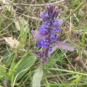 Ajuga australis at Gunning, NSW - 23 Oct 2024 02:05 PM