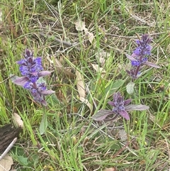 Ajuga australis at Gunning, NSW - 23 Oct 2024 02:05 PM