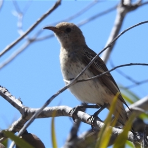 Certhionyx variegatus at Kalbarri National Park, WA - 23 Oct 2024