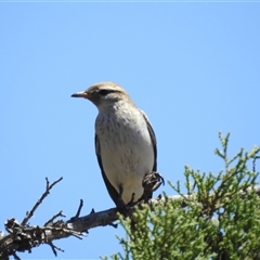 Lalage tricolor at Kalbarri National Park, WA - 23 Oct 2024 01:59 PM