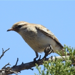 Lalage tricolor at Kalbarri National Park, WA - 23 Oct 2024