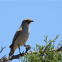 Lalage tricolor at Kalbarri National Park, WA - 23 Oct 2024 01:59 PM