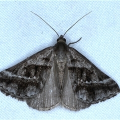Dichromodes stilbiata (White-barred Heath Moth) at Rosedale, NSW - 22 Oct 2024 by jb2602