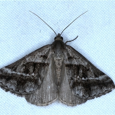 Dichromodes stilbiata at Rosedale, NSW - 22 Oct 2024 by jb2602