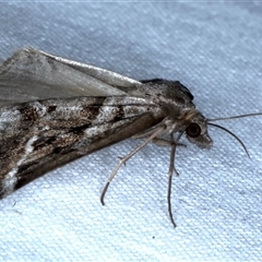 Dichromodes stilbiata at Rosedale, NSW - 22 Oct 2024 10:42 PM