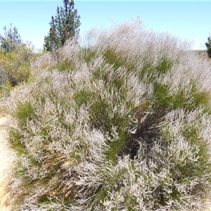 Unidentified Other Shrub at Kalbarri National Park, WA by HelenCross