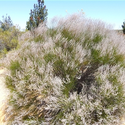 Unverified Other Shrub at Kalbarri National Park, WA - 23 Oct 2024 by HelenCross