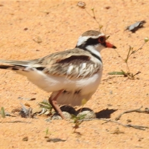 Charadrius melanops at Kalbarri National Park, WA - 23 Oct 2024