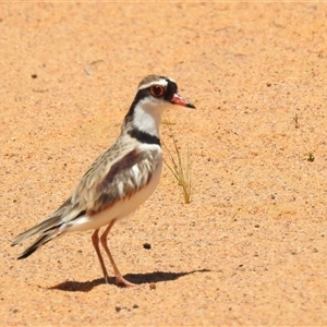 Charadrius melanops at Kalbarri National Park, WA - 23 Oct 2024