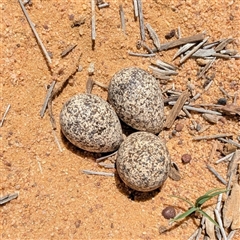 Charadrius melanops at Kalbarri National Park, WA - 23 Oct 2024