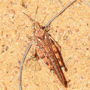 Unidentified Grasshopper, Cricket or Katydid (Orthoptera) at Kalbarri National Park, WA by HelenCross