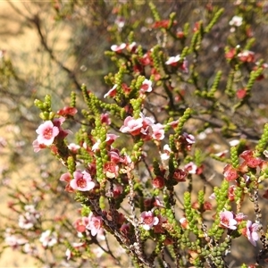 Unidentified Other Shrub at Kalbarri National Park, WA by HelenCross