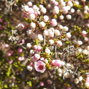 Unidentified Other Shrub at Kalbarri National Park, WA by HelenCross