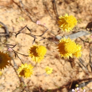 Unidentified Daisy at Kalbarri National Park, WA by HelenCross