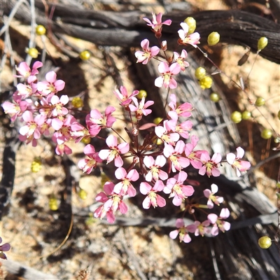 Unverified Other Wildflower or Herb at Kalbarri National Park, WA - 23 Oct 2024 by HelenCross