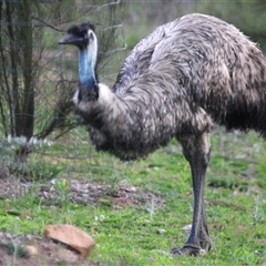 Dromaius novaehollandiae (Emu) at Uriarra Village, ACT - 22 Oct 2024 by Harrisi