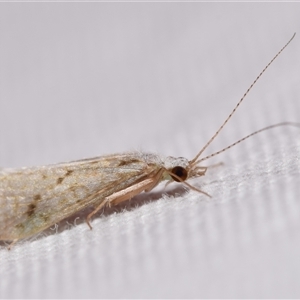 Asmicridea edwardsii at Jerrabomberra, NSW - 23 Oct 2024