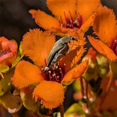 Mordellidae (family) (Unidentified pintail or tumbling flower beetle) at Kalbarri National Park, WA - 23 Oct 2024 by HelenCross