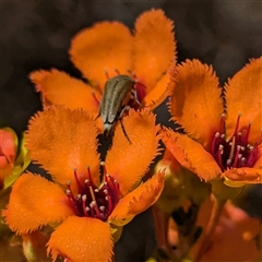 Mordellidae (family) at Kalbarri National Park, WA - 23 Oct 2024 01:30 PM