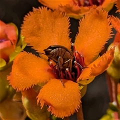 Mordellidae (family) at Kalbarri National Park, WA - 23 Oct 2024 01:30 PM