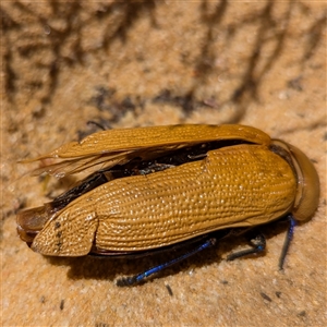 Julodimorpha saundersii at Kalbarri National Park, WA by HelenCross