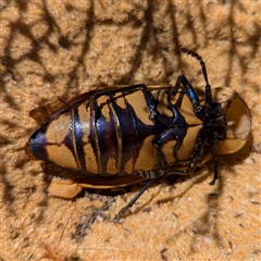 Julodimorpha saundersii at Kalbarri National Park, WA - 23 Oct 2024