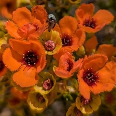 Unverified Other Wildflower or Herb at Kalbarri National Park, WA - 22 Oct 2024 by HelenCross