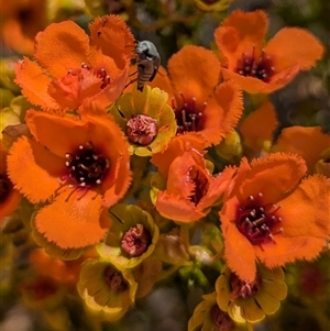 Unidentified Other Wildflower or Herb at Kalbarri National Park, WA by HelenCross