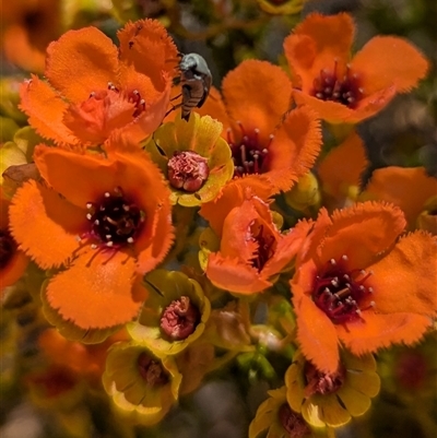 Unverified Other Wildflower or Herb at Kalbarri National Park, WA - 22 Oct 2024 by HelenCross