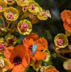 Pileanthus peduncularis at Kalbarri National Park, WA - 22 Oct 2024 05:08 PM