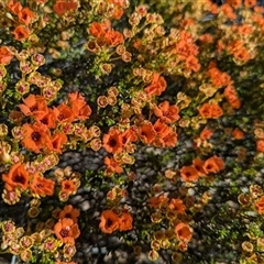 Pileanthus peduncularis at Kalbarri National Park, WA - 22 Oct 2024 05:08 PM