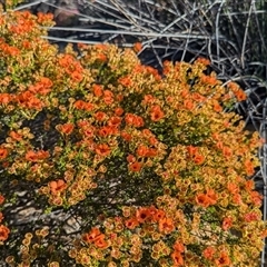 Pileanthus peduncularis at Kalbarri National Park, WA - 22 Oct 2024 05:08 PM