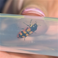 Castiarina pallidiventris at Kalbarri National Park, WA - 23 Oct 2024 by HelenCross