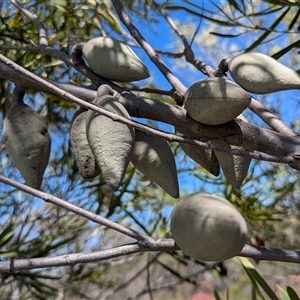 Unidentified Plant at Kalbarri National Park, WA by HelenCross