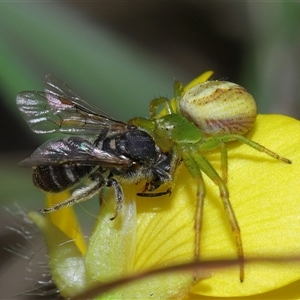 Thomisidae (family) at Throsby, ACT - 23 Oct 2024