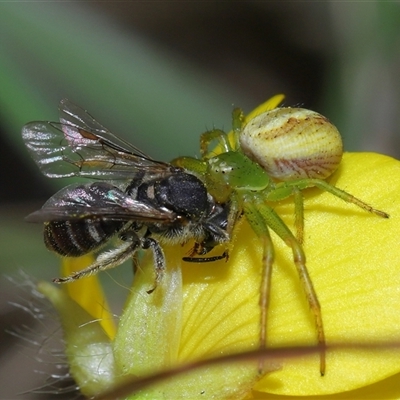 Thomisidae (family) (Unidentified Crab spider or Flower spider) at Throsby, ACT - 23 Oct 2024 by TimL