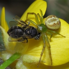 Thomisidae (family) at Throsby, ACT - 23 Oct 2024