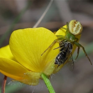 Thomisidae (family) at Throsby, ACT - 23 Oct 2024