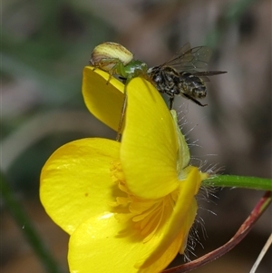 Thomisidae (family) at Throsby, ACT - 23 Oct 2024