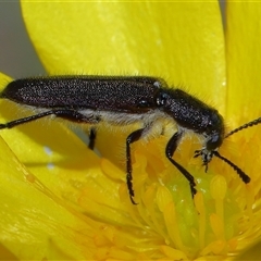 Eleale simplex (Clerid beetle) at Throsby, ACT - 23 Oct 2024 by TimL