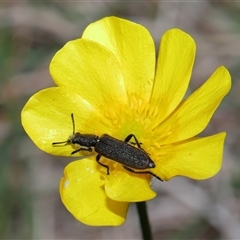 Eleale simplex at Throsby, ACT - 23 Oct 2024 10:56 AM