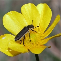 Eleale simplex at Throsby, ACT - 23 Oct 2024 10:56 AM