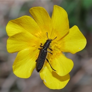 Eleale simplex at Throsby, ACT - 23 Oct 2024 10:56 AM