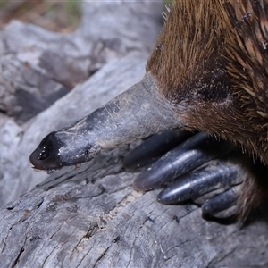 Dolichoderinae (subfamily) at Throsby, ACT - 23 Oct 2024