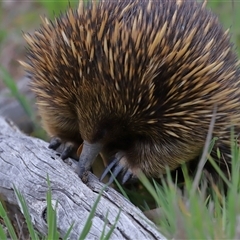 Dolichoderinae (subfamily) at Throsby, ACT - 23 Oct 2024