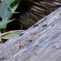 Dolichoderinae (subfamily) at Throsby, ACT - 23 Oct 2024