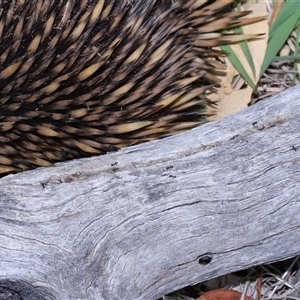 Dolichoderinae (subfamily) at Throsby, ACT - 23 Oct 2024 10:58 AM